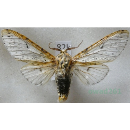 Cerura erminea (Esper, 1783) male Widłogonka gronostajka Czech82k